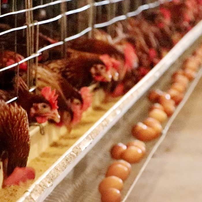 Κλουβί μπαταριών κοτόπουλου σχεδίου συνήθειας, εργασία 50HZ που σώζει ένα κλουβί κοτόπουλου τύπων