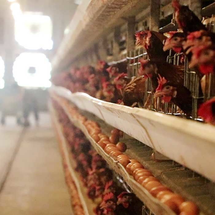 Κλουβί μπαταριών κοτόπουλου σχεδίου συνήθειας, εργασία 50HZ που σώζει ένα κλουβί κοτόπουλου τύπων