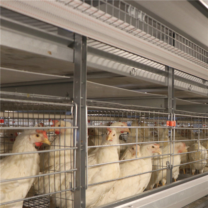 Αντιοξειδωτικό κλουβί κοτόπουλου στρώματος αυγών με την τροφοδότηση του συστήματος κατανάλωσης συστημάτων
