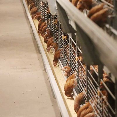 Καυτά βυθισμένα γαλβανισμένα κλουβιά κοτόπουλου καλωδίων, εμπορικός εξοπλισμός επεξεργασίας κοτόπουλου