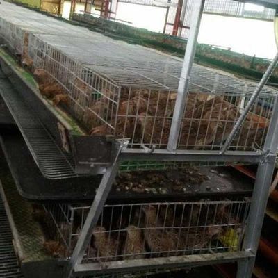 Τα λιγότερα πόδια που στρίβουν/τα ορτύκια ζημιών εγκλωβίζουν το χρηματοκιβώτιο για σημαντικές βιομηχανίες αναπαραγωγής