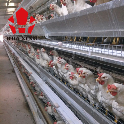 Κατασκευαστής κλουβιών εξοπλισμών καλλιέργειας κλουβί κοτόπουλου στρώματος 90 - 160 καυτό γαλβανισμένο ωοτόκων ορνίθων πουλιών