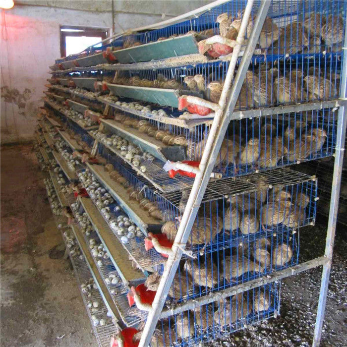 Κλουβί ορτυκιού θερμού γαλβανισμένου για παραγωγή αυγών Q235 Ατσάλινο σύρμα