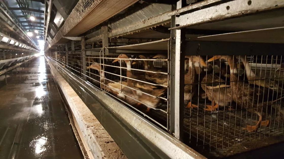 Καυτό βυθισμένο γαλβανισμένο κλουβί παπιών πουλερικών/αντιοξειδωτικό κλουβί πουλερικών για τις πάπιες αυγών