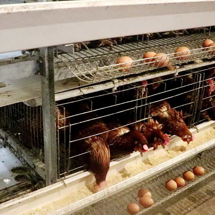 Ισχυρός ένα κλουβί κοτόπουλου στρώματος τύπων για την πώληση αγροτικών αυγών μεγάλων κλιμάκων εύκολη να καθαρίσει