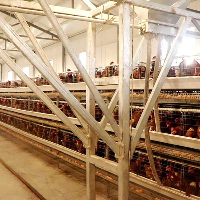 Ισχυρός ένα κλουβί κοτόπουλου στρώματος τύπων για την πώληση αγροτικών αυγών μεγάλων κλιμάκων εύκολη να καθαρίσει