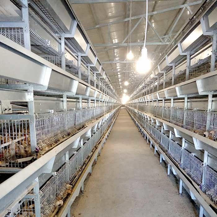 Αυτόματο κλουβί για τους νεοσσούς, κλουβί φαρμάτων πουλερικών στρώματος ικανότητας 264 πουλιών