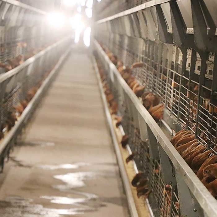 Καυτά βυθισμένα γαλβανισμένα κλουβιά κοτόπουλου καλωδίων, εμπορικός εξοπλισμός επεξεργασίας κοτόπουλου