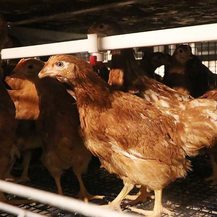 Αντιοξειδωτική καλλιέργεια κλουβιών μπαταριών ωοτόκων ορνίθων κλουβιών στρώματος αυγών κοτόπουλου