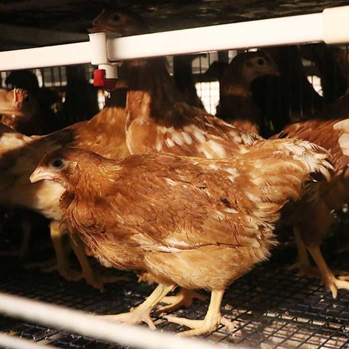 Q235 σχέδιο συνήθειας κλουβιών κοτόπουλου στρώματος χαλύβδινων συρμάτων με το σύστημα τροφοδοσίας/κατανάλωσης