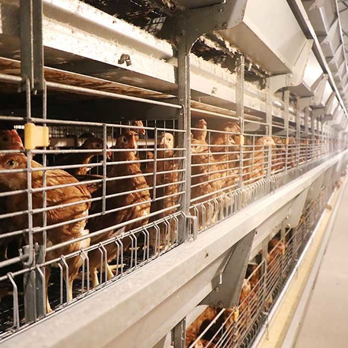 Q235 σταθερή απόδοση 0 κλουβιών κοτόπουλου πουλερικών χαλύβδινων συρμάτων - δύναμη 20kw για το αγρόκτημα