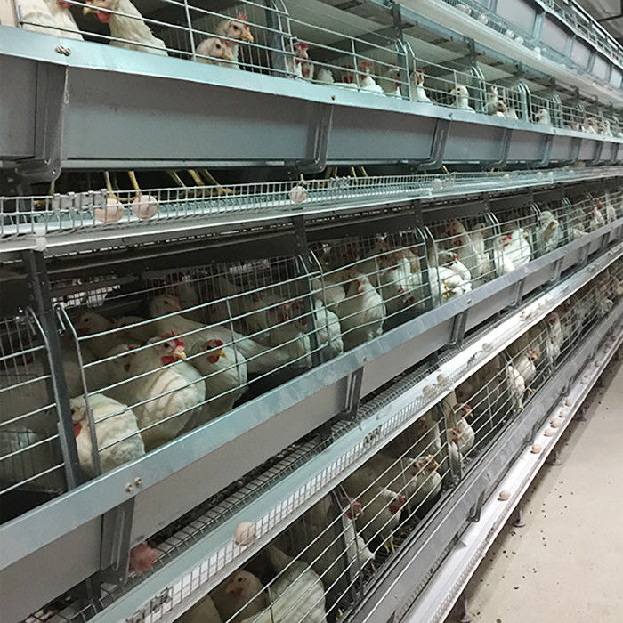 Αυτόματος εξοπλισμός καλλιέργειας πουλερικών της Ινδονησίας συστημάτων κλουβιών κοτόπουλου μπαταριών τύπων της Σαουδικής Αραβίας Χ