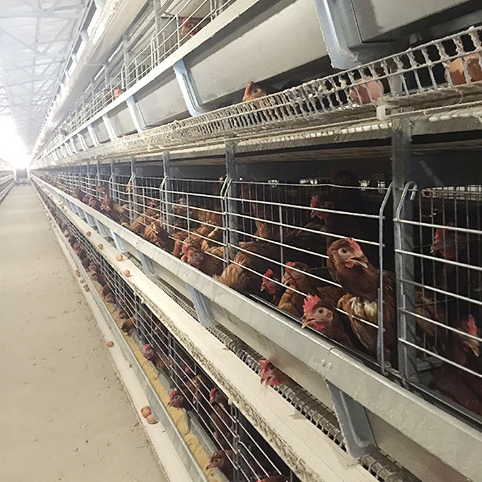 Αγρόκτημα που αυξάνει την αποταμίευση εργασίας υψηλής αποδοτικότητας κλουβιών κοτόπουλου στρώματος με το φωτισμό