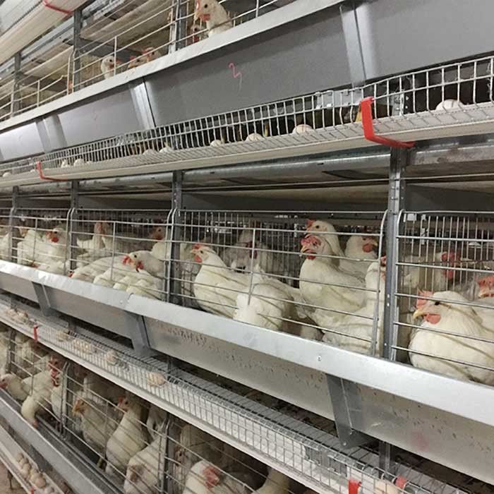 Αγρόκτημα που αυξάνει την αποταμίευση εργασίας υψηλής αποδοτικότητας κλουβιών κοτόπουλου στρώματος με το φωτισμό