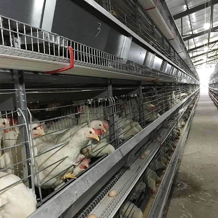 Αυτόματος εξοπλισμός καλλιέργειας πουλερικών της Ινδονησίας συστημάτων κλουβιών κοτόπουλου μπαταριών τύπων της Σαουδικής Αραβίας Χ