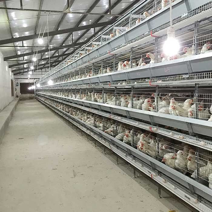 αποταμίευση Eco εργασίας αυτόματου ελέγχου κλουβιών κοτόπουλου πουλερικών 120 * 60 * 70cm φιλικό
