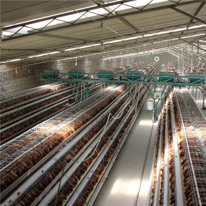 Τύπος 4 Χ αυτόματο σύστημα τροφοδοτών πουλερικών σειρών για την αποταμίευση εργασίας εργασίας κοτόπουλου