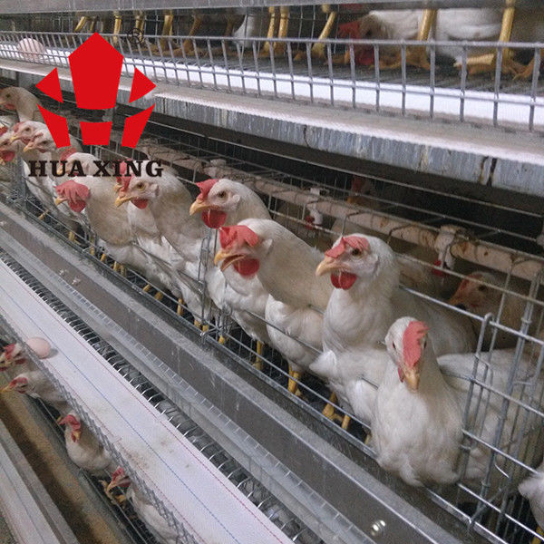 192 κλουβί πουλερικών μπαταριών νεοσσών μωρών πουλιών πλήρως αυτόματο για το κοτόπουλο αύξησης