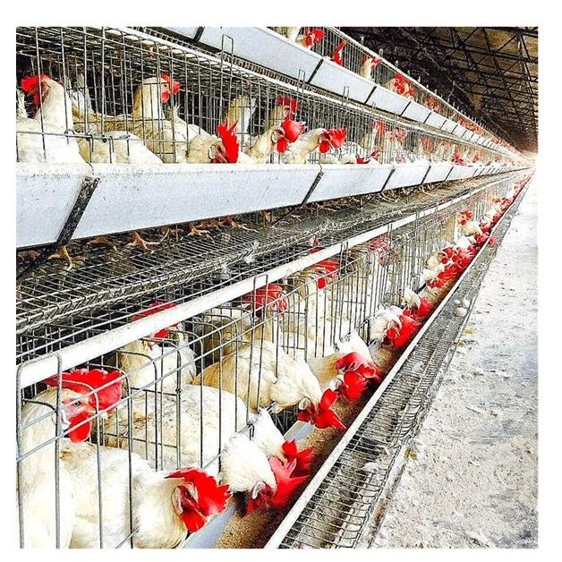 4 η σειρά 128 πουλιά/σύνολο ένα στρώμα πλαισίων εγκλωβίζει για τη γέννηση των αυγών