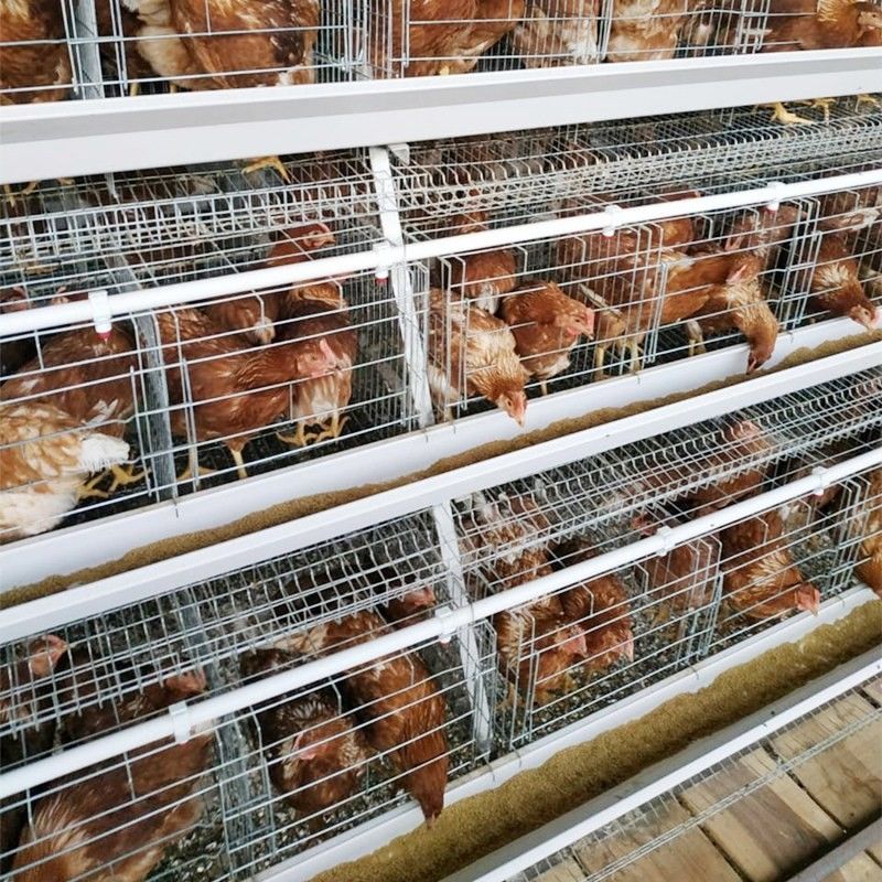3/4 σειρά ένα κλουβί στρώματος αυγών κοτόπουλου κλουβιών κοτόπουλου τύπων για τα φάρματα πουλερικών