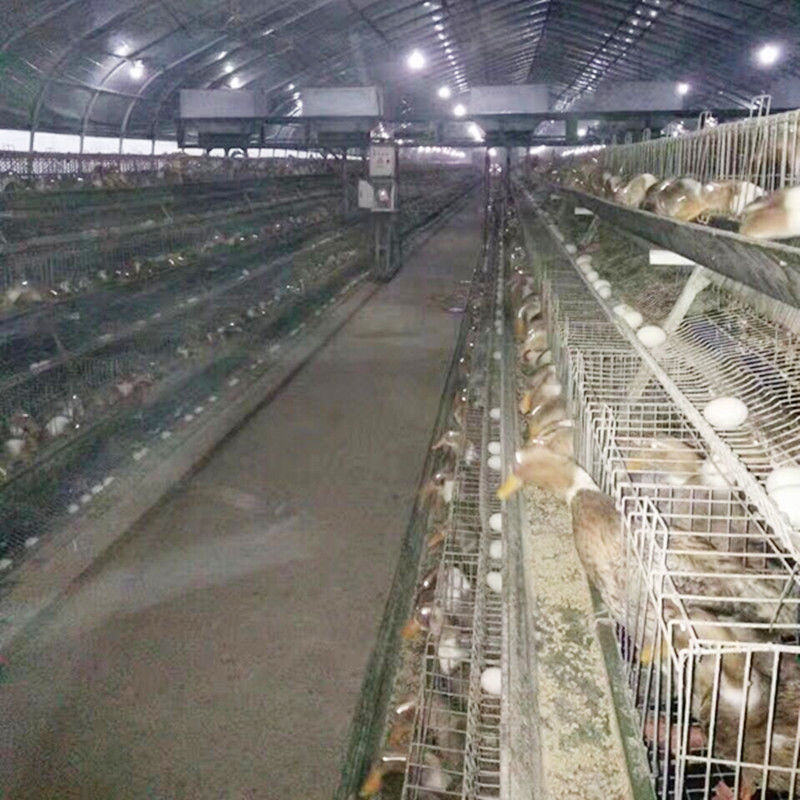 Εξοπλισμοί καλλιέργειας πουλερικών/κλουβιά στρώματος αυγών/κλουβί παπιών χάλυβα για τα αγροκτήματα της Μαλαισίας