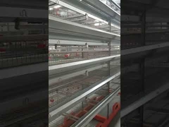 Commercial Quail Layer Cages Hot Galvanized Steel Wire Type